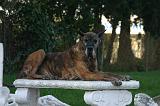DOGUE ALLEMAND 897